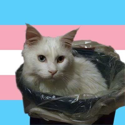 schrottkatze@social.treehouse.systems