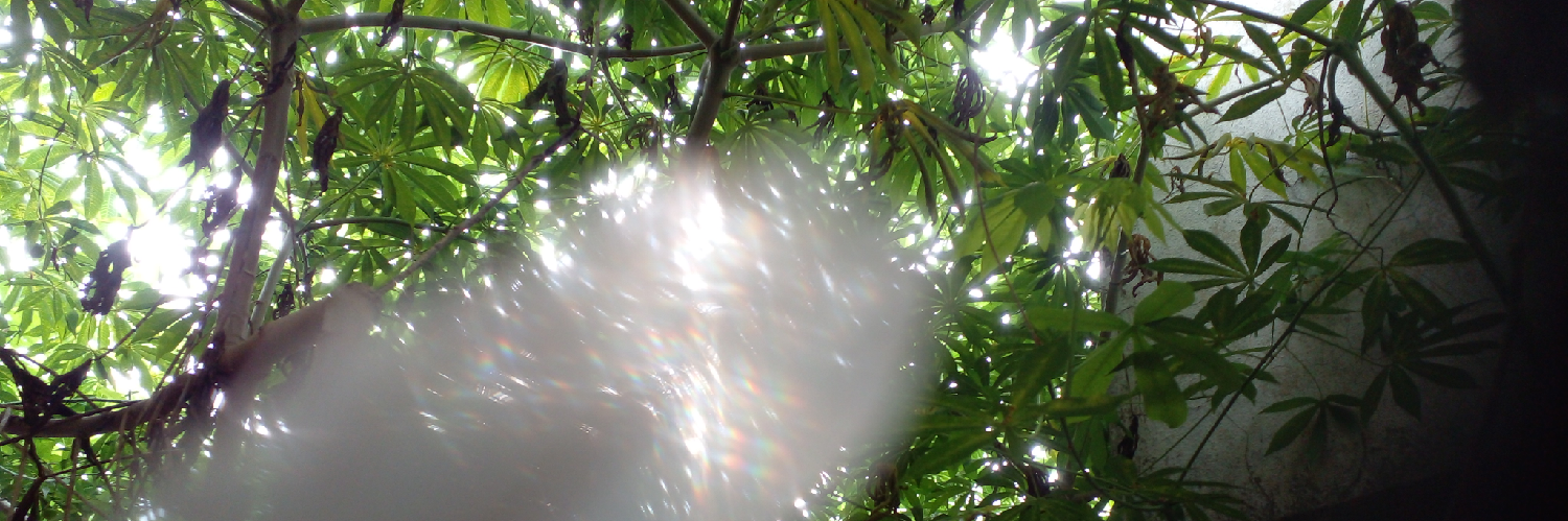 Header Image
