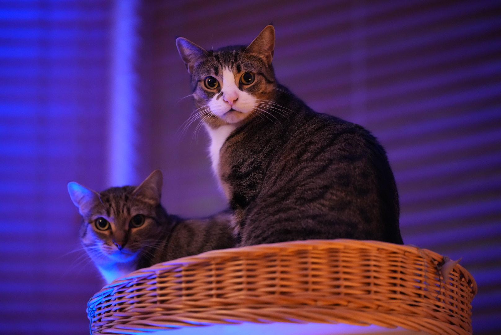 Photo of two cats on top of a cat tree, one is standing, one sitting, both are looking directly at the camera