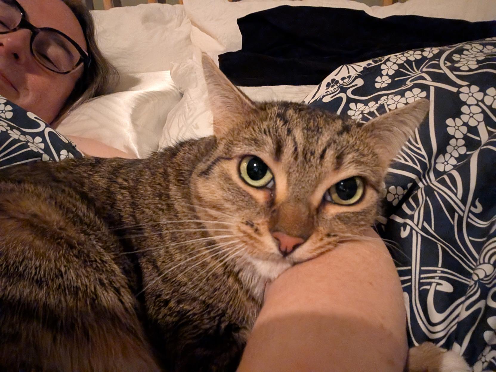 Photo of a pic of a cat falling asleep on the arm of a human. I'm in this pic, but unfortunately I'm I'm the human