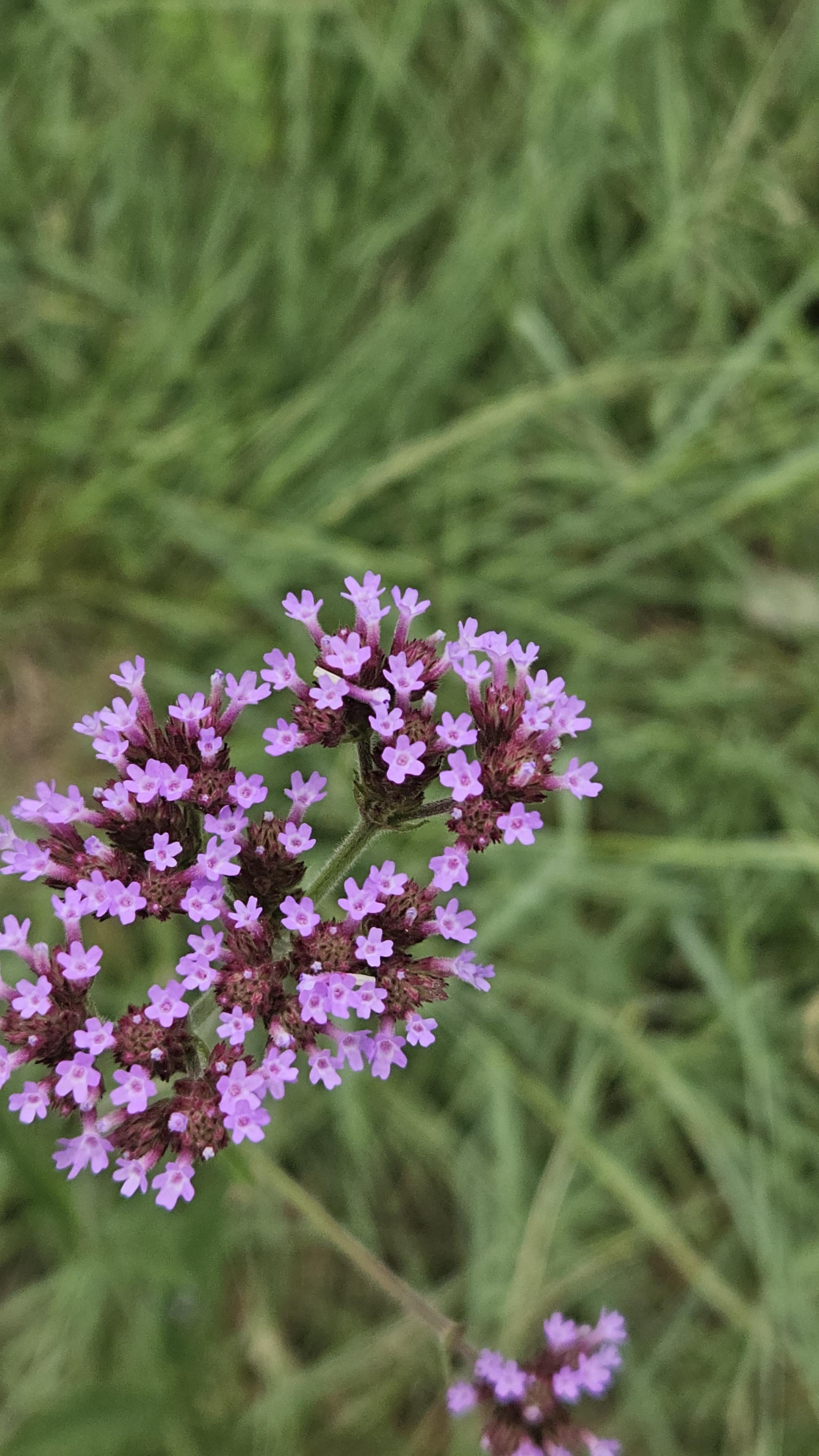 Little purple flowers on a green background