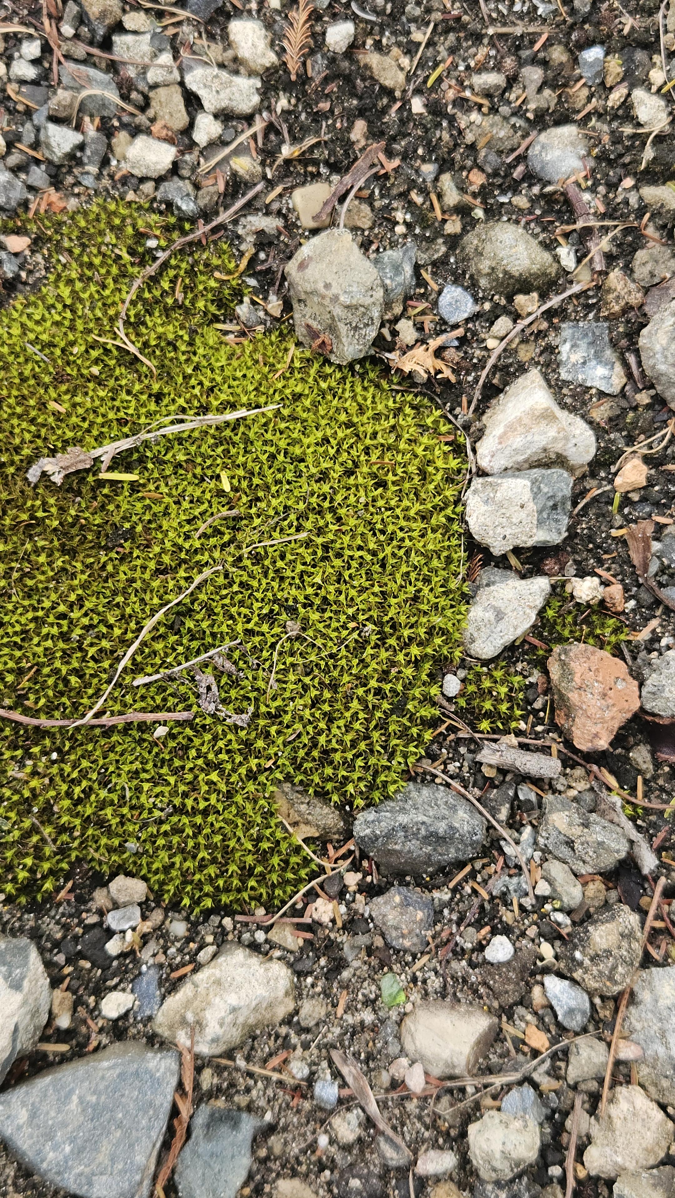 Green moss on pebbles