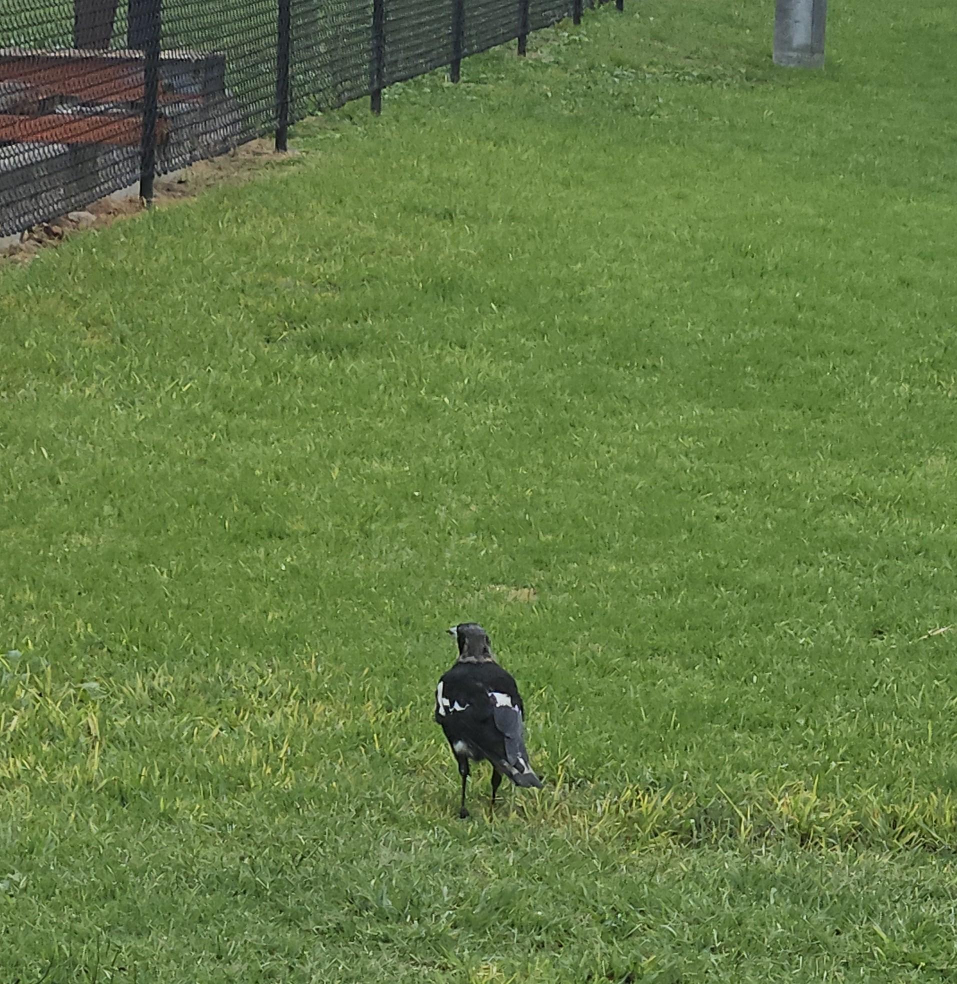 Magpie on green grass