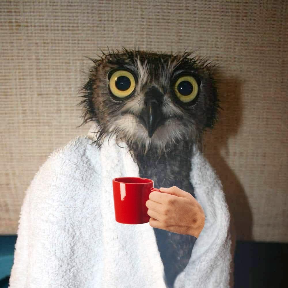 The image from the parent thread (a wet frazzled looking owl wearing a towel like a robe), but edited to have a human hand holding a red coffee cup emerging from the “robe”