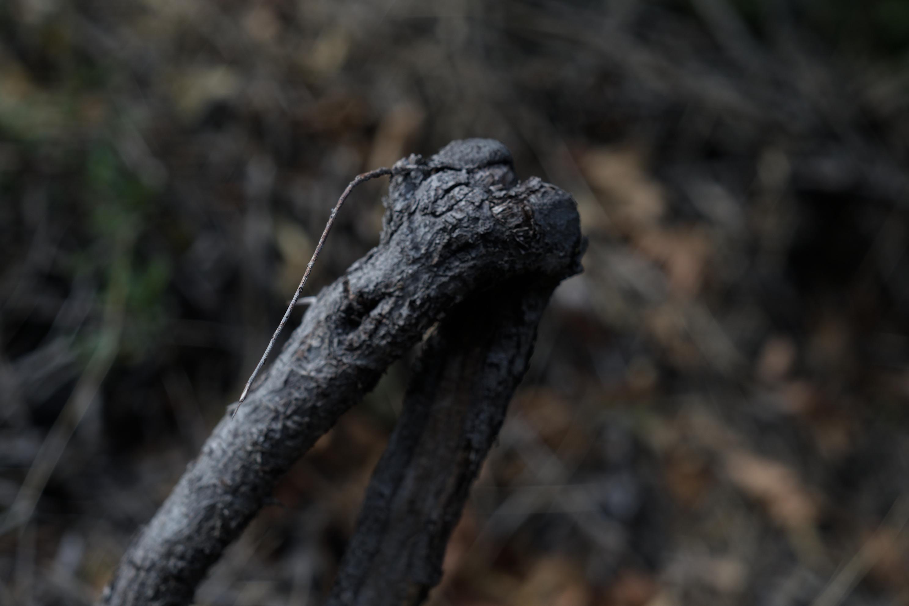 Close up of a stick that looks like a cryptid bug which requires a fragrant branch of yore to release